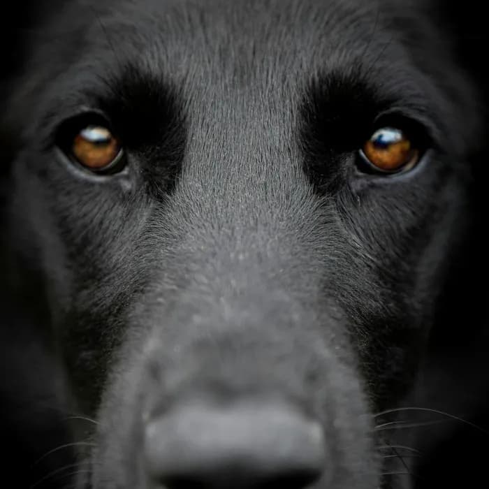 La fotografia di partenza di un cane